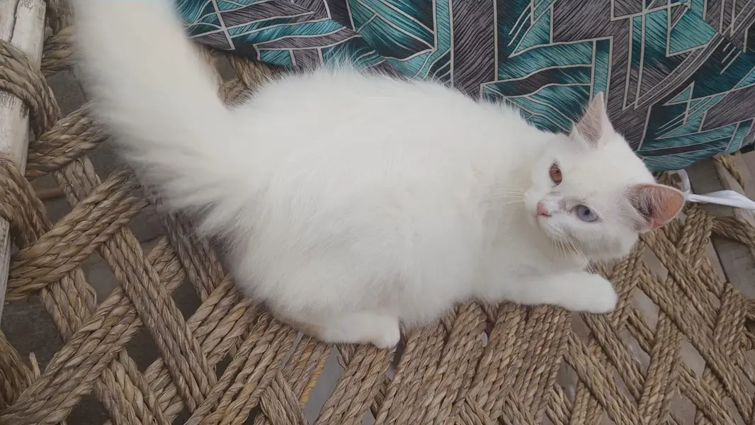 cat for sale03269009071contact no — photo 5