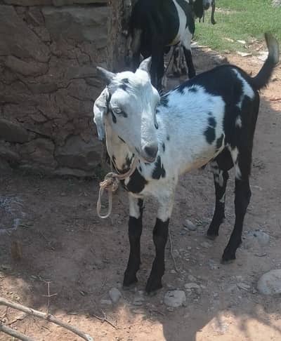 Bakrafor sale 0332,8500??739