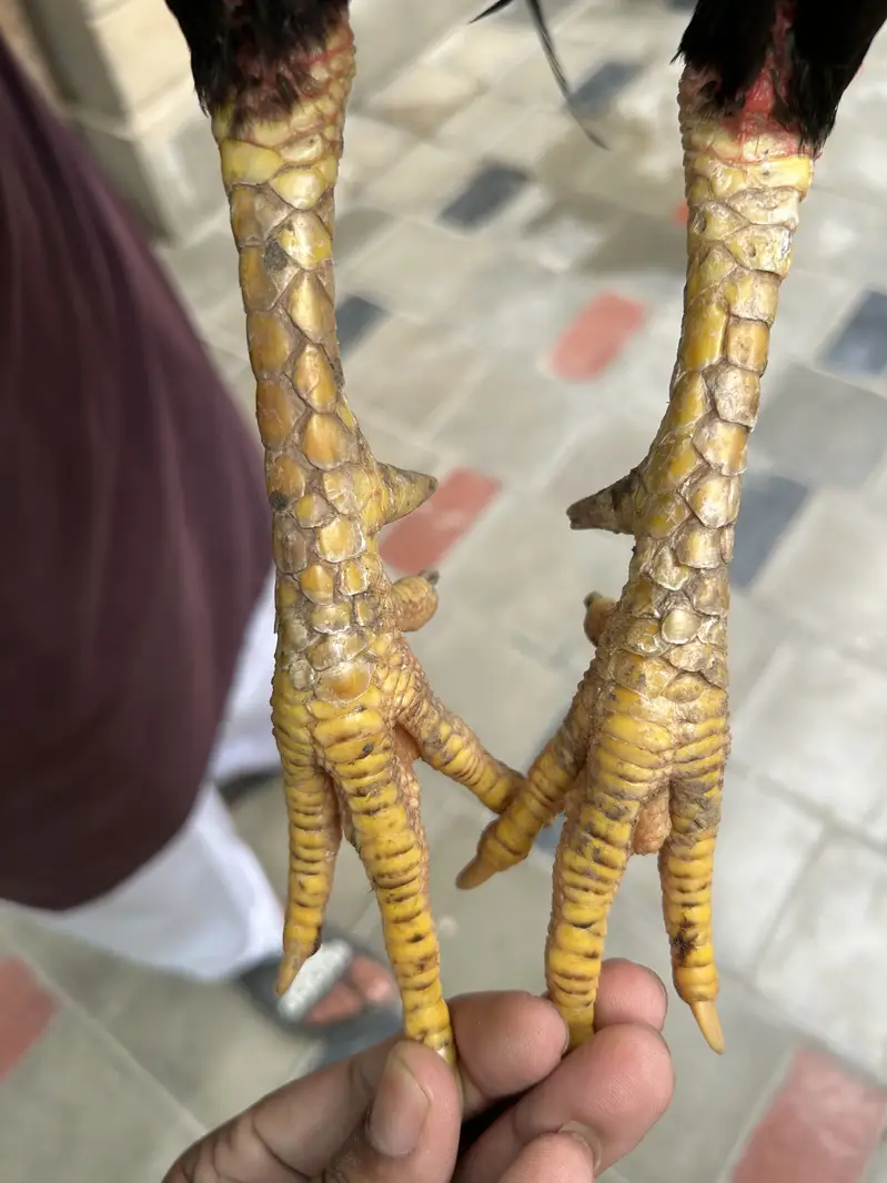 Aseel Sindhi — photo 3