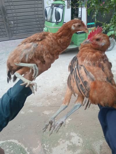 pair of hens