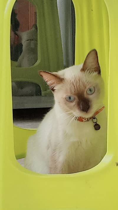 Female Siamese cat