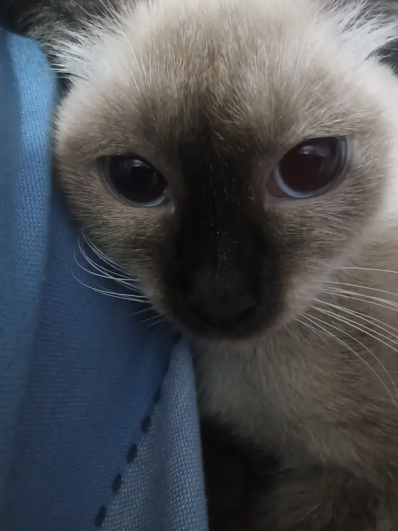 Female Siamese cat — photo 2