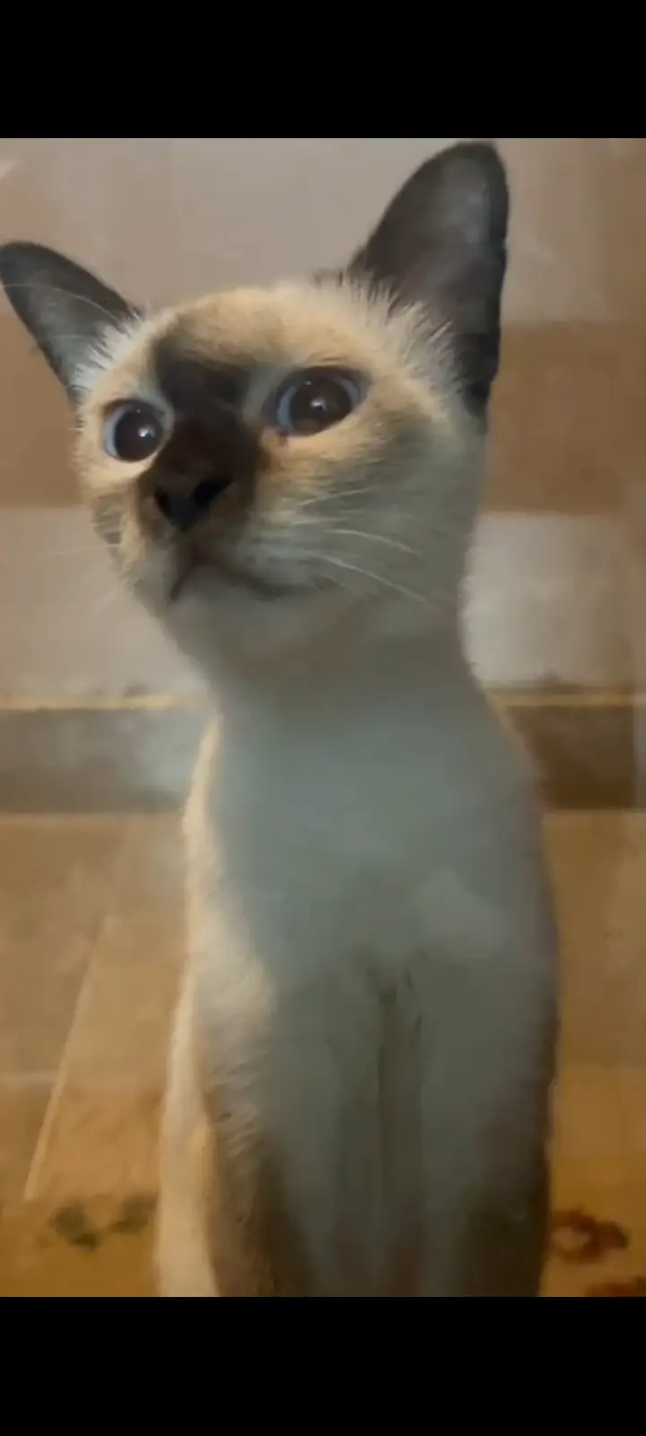 Female Siamese cat — photo 3