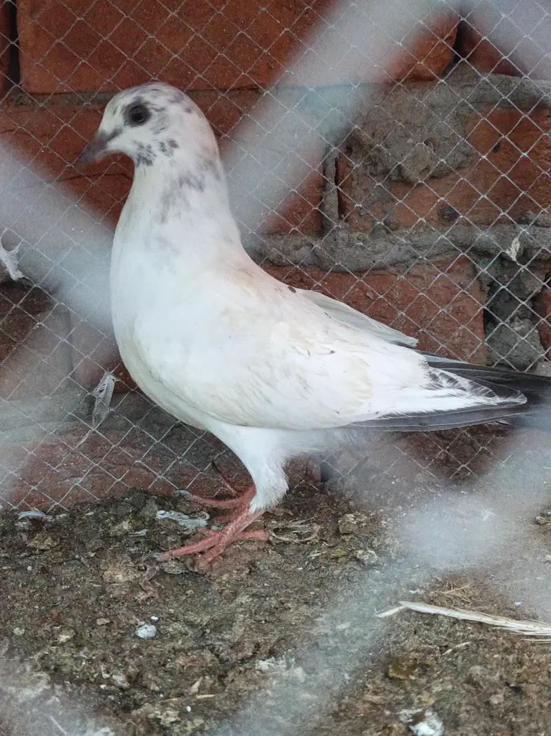 pathiaya pathy teddy kabootr for sale. 2500 par — photo 2