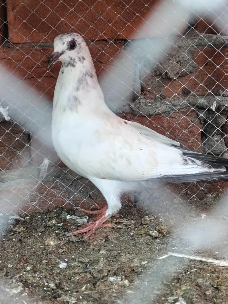 pathiaya pathy teddy kabootr for sale. 2500 par — photo 3