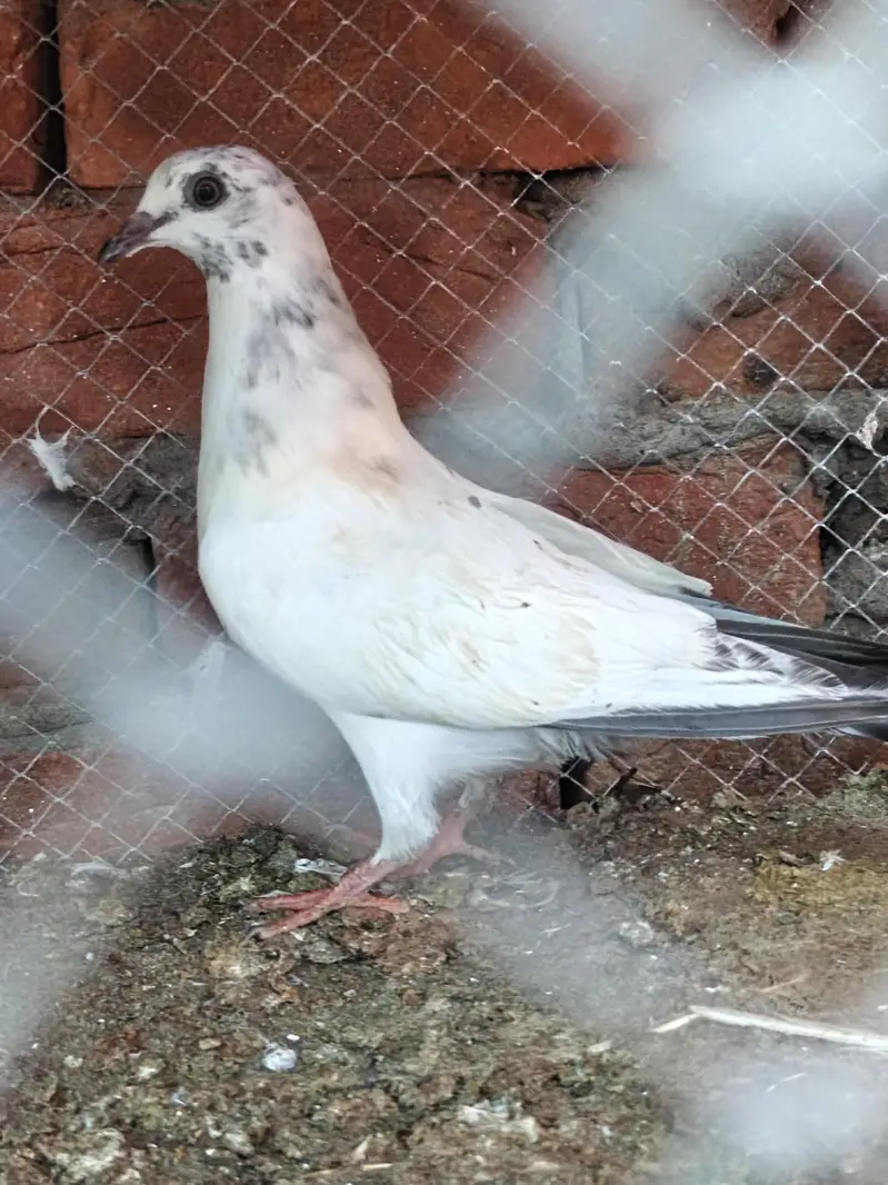 pathiaya pathy teddy kabootr for sale. 2500 par — photo 4