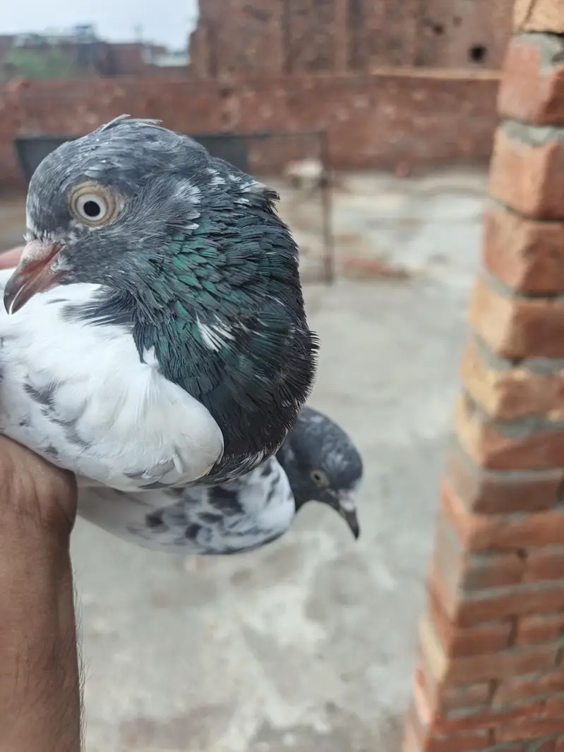 pathiaya pathy teddy kabootr for sale. 2500 par — photo 6