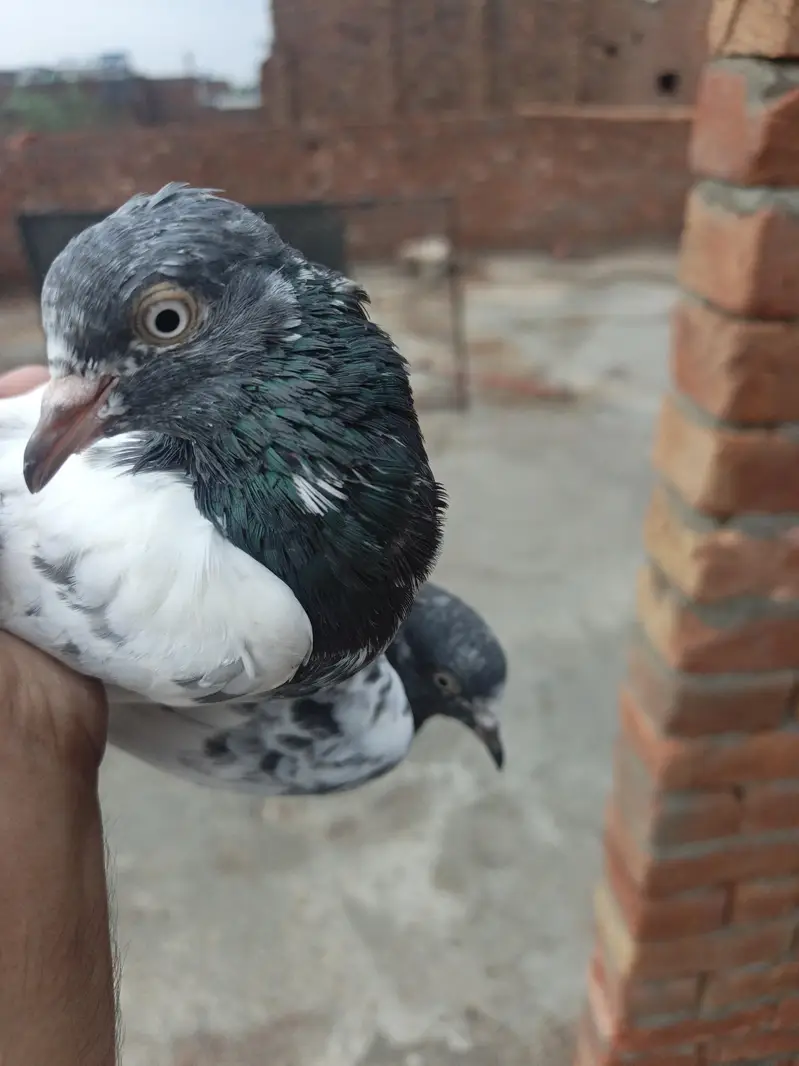 pathiaya pathy teddy kabootr for sale. 2500 par — photo 7
