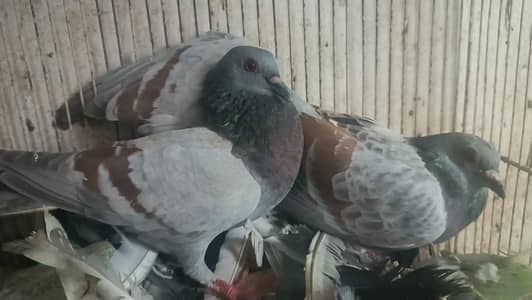 all pair for sale location landhi 6 near afaq Ahmed house