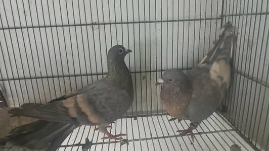 all pair for sale location landhi 6 near afaq Ahmed house
