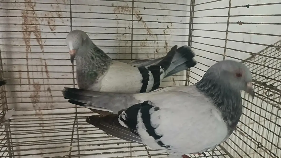 all pair for sale location landhi 6 near afaq Ahmed house — photo 6