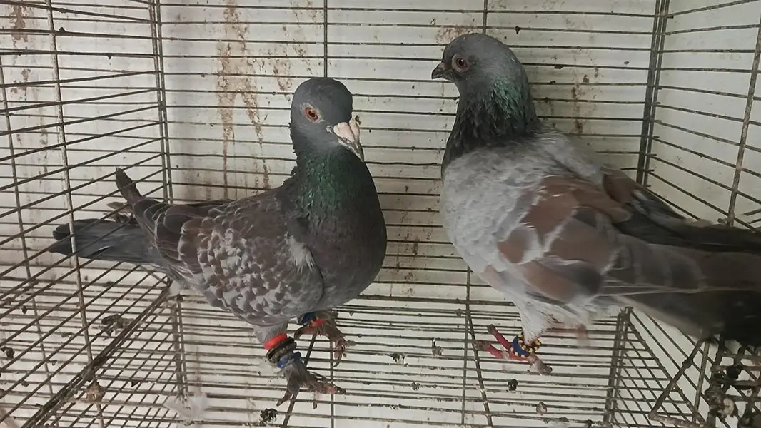 all pair for sale location landhi 6 near afaq Ahmed house — photo 7