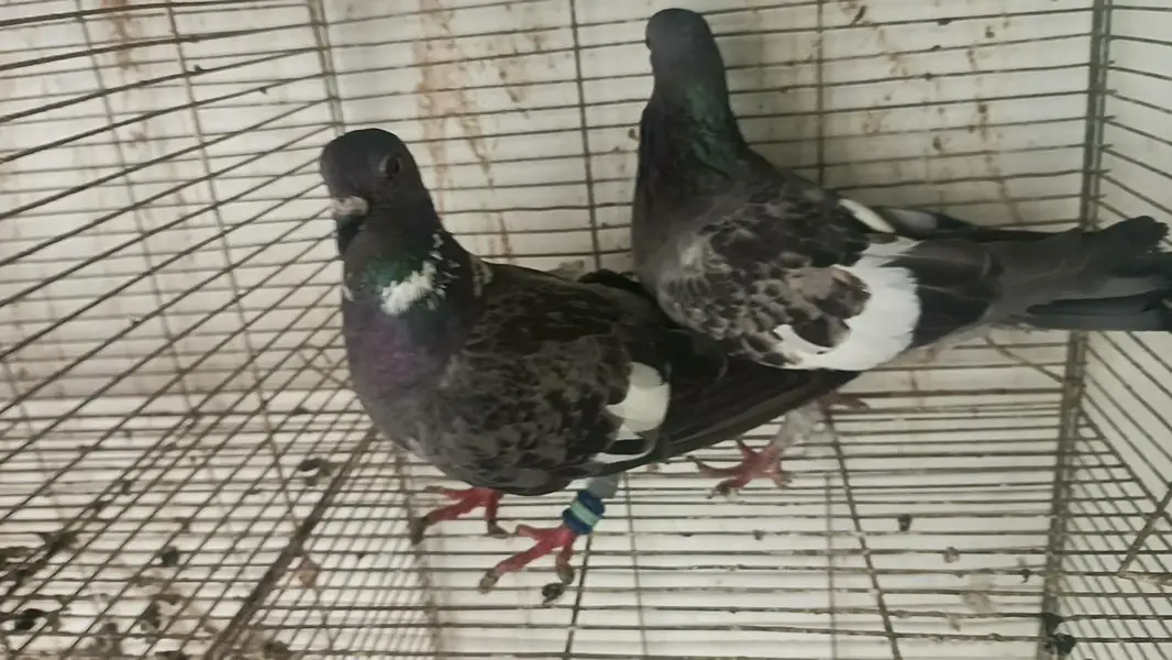 all pair for sale location landhi 6 near afaq Ahmed house — photo 8