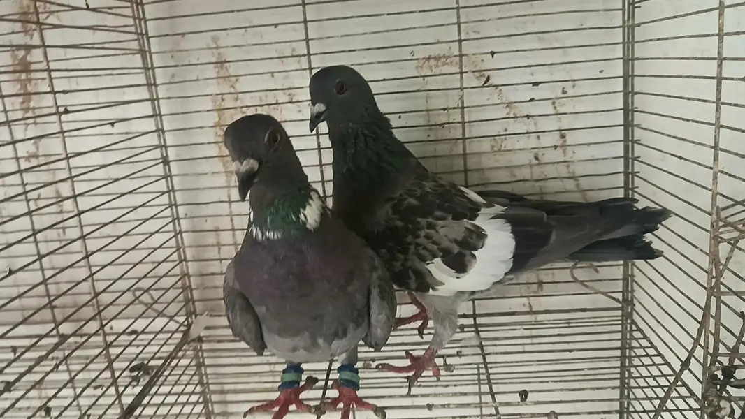 all pair for sale location landhi 6 near afaq Ahmed house — photo 9