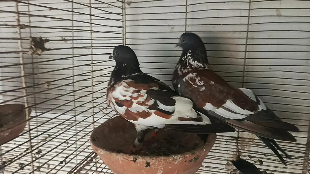 all pair for sale location landhi 6 near afaq Ahmed house — photo 10