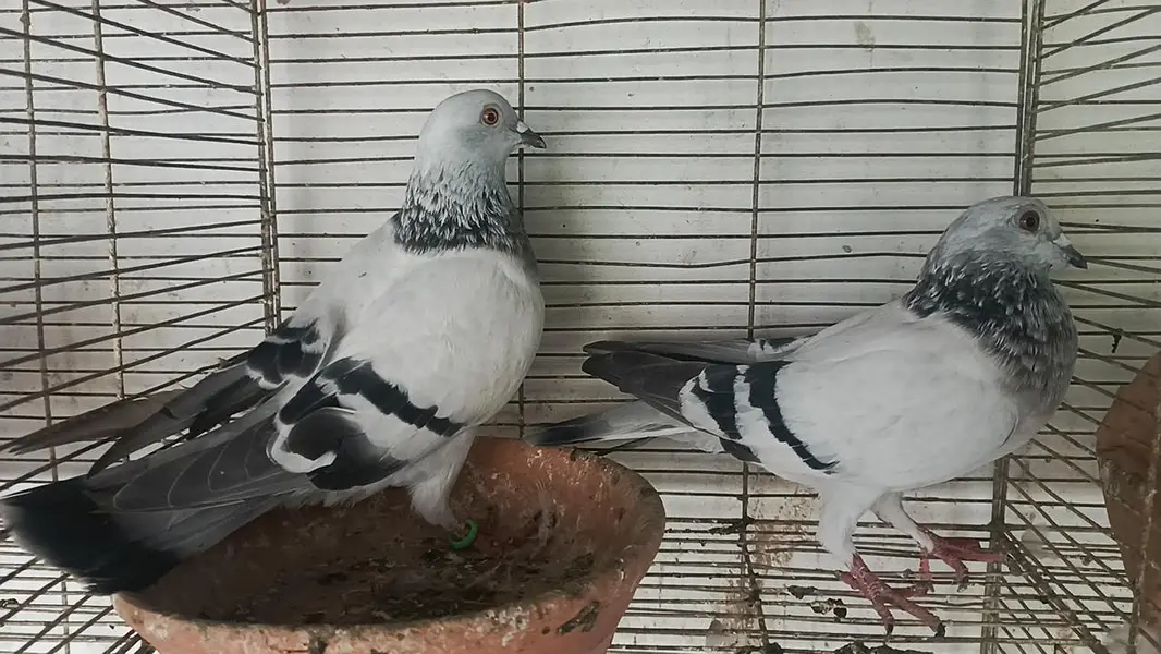all pair for sale location landhi 6 near afaq Ahmed house — photo 11