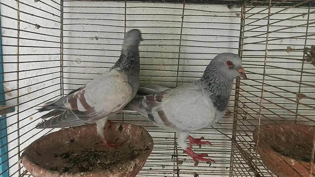 all pair for sale location landhi 6 near afaq Ahmed house — photo 12