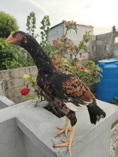 Lakhi pullet