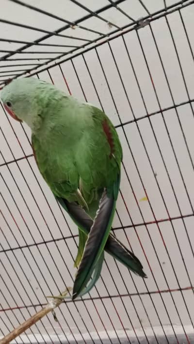Raw parrot