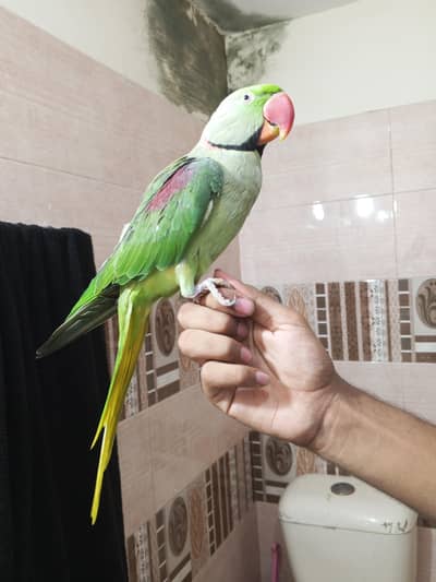 raw hand tame and talking 03174373497
