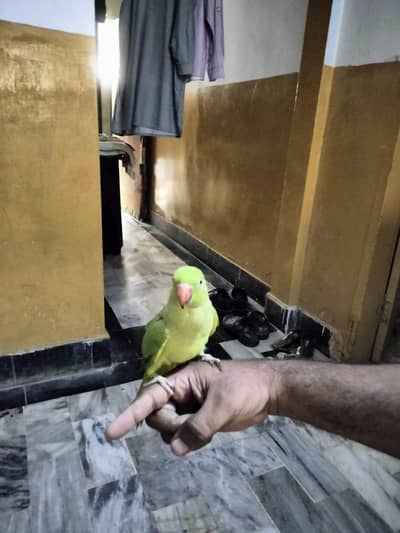 green parrot