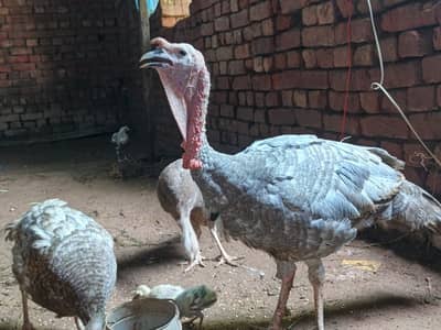 Blue Turkey Breeder