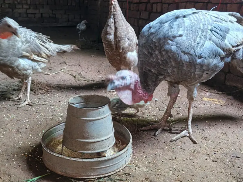 Blue Turkey Breeder — photo 2