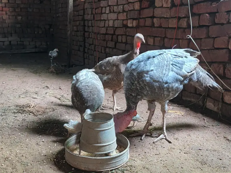 Blue Turkey Breeder — photo 3