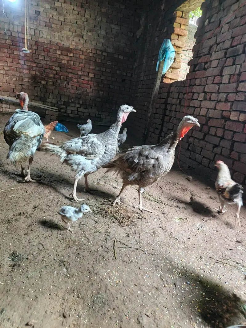 Blue Turkey Breeder — photo 4