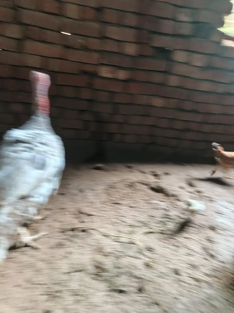 Blue Turkey Breeder — photo 5