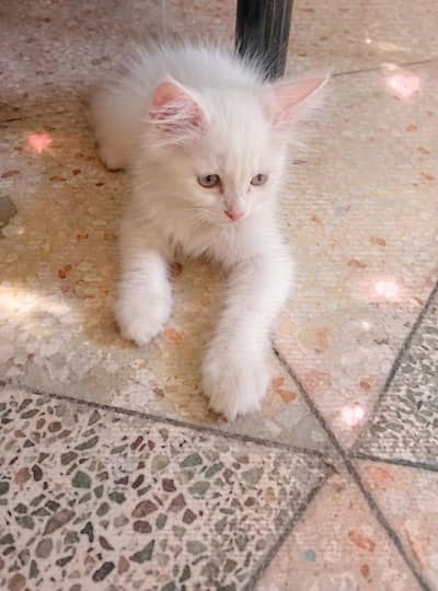 Beautiful 2-Month-Old White Persian Female Kitten for Sale
