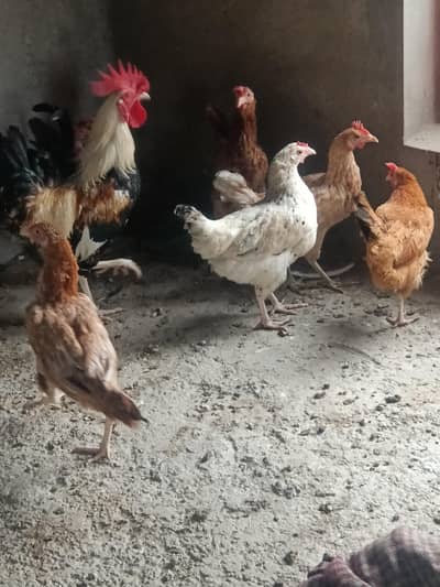 best dasi hen and murga for sale with including one Aseel