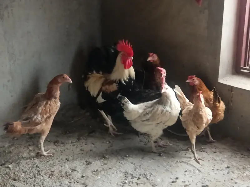 best dasi hen and murga for sale with including one Aseel — photo 2