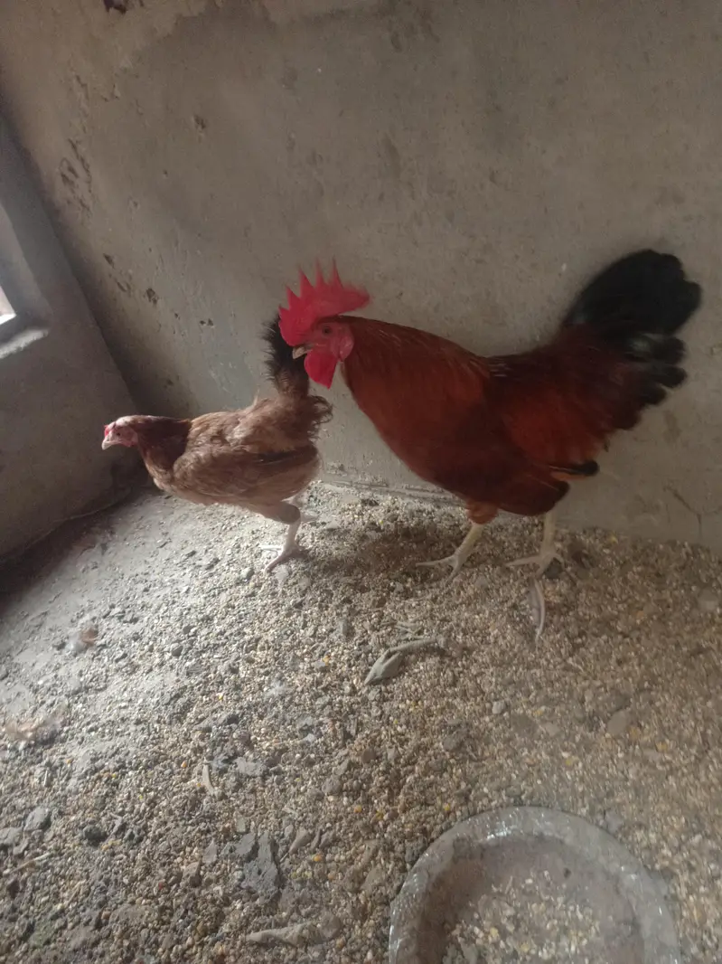 best dasi hen and murga for sale with including one Aseel — photo 3