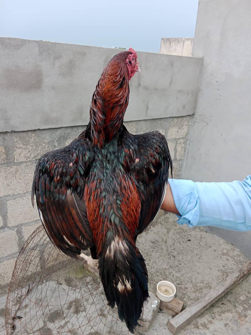 میاںوالی اصیل 0