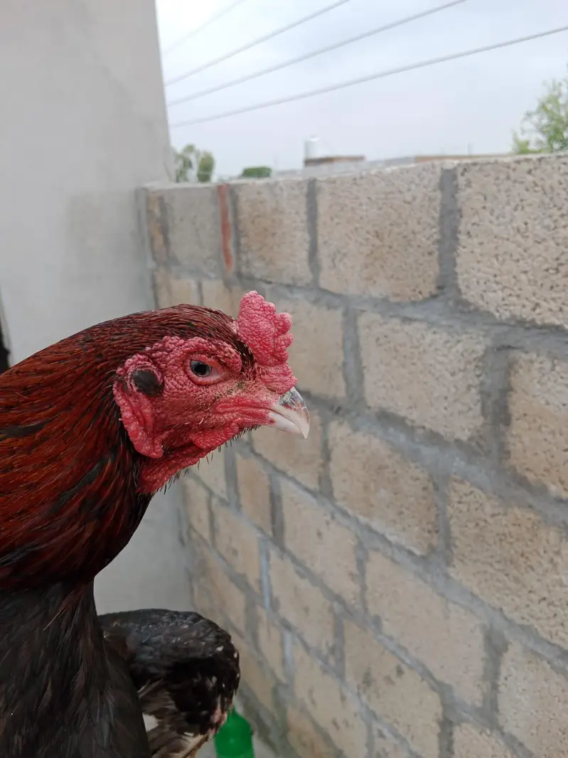 میاںوالی اصیل — photo 4