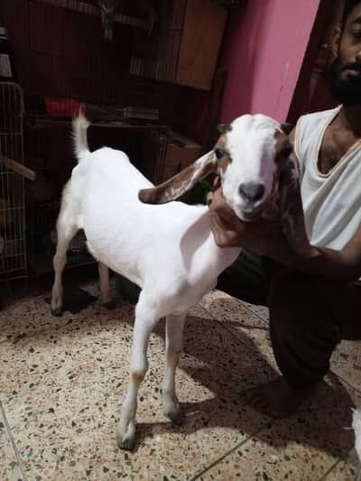 Bakra healthy and activity
