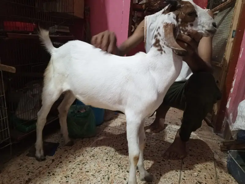 Bakra healthy and activity — photo 2