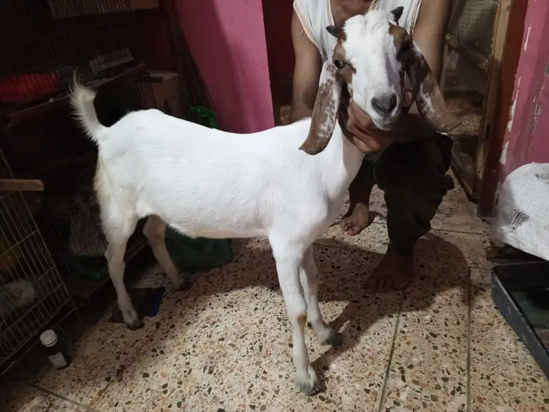 Bakra healthy and activity — photo 3