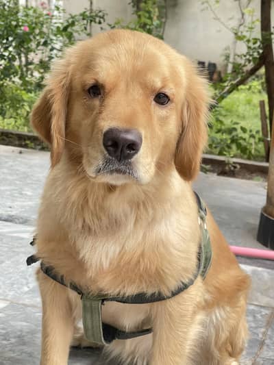 Golden retriever