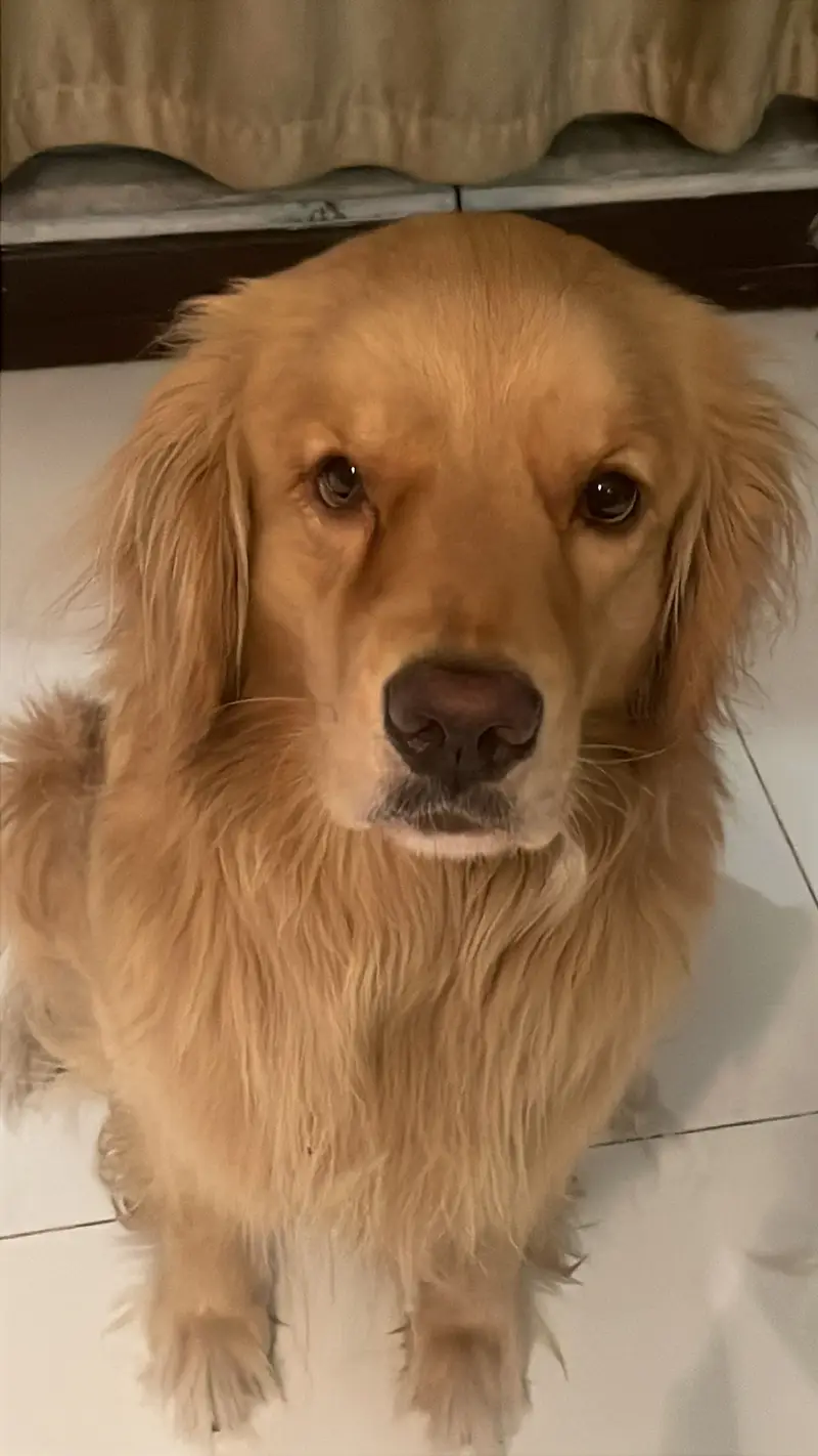 Golden retriever — photo 2