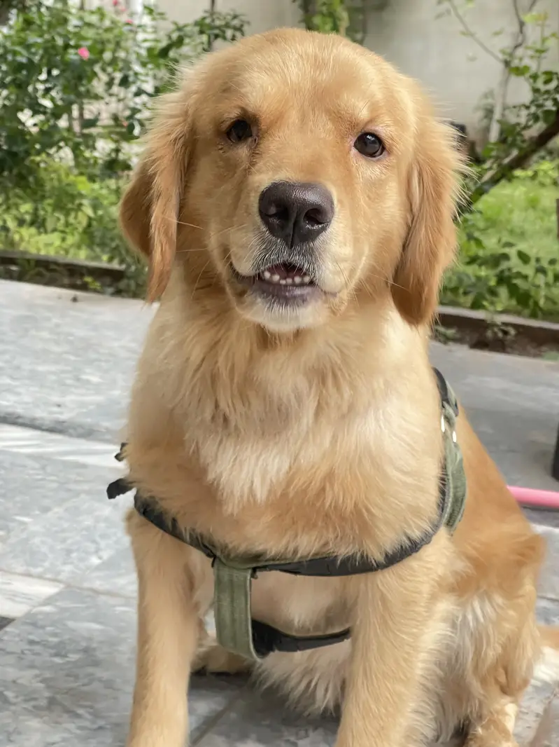 Golden retriever — photo 3