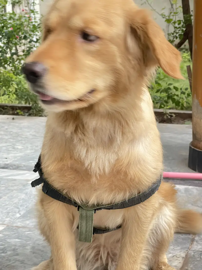 Golden retriever — photo 4