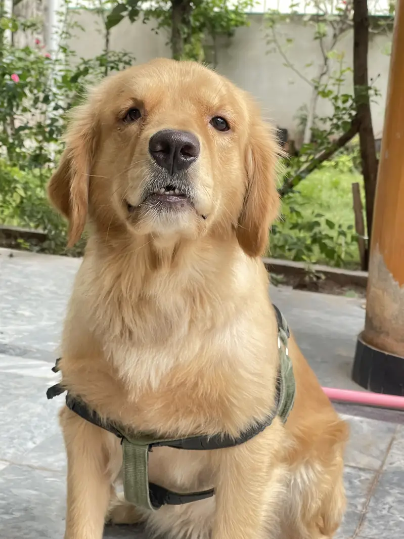 Golden retriever — photo 5