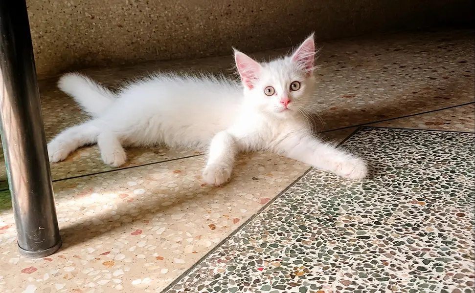 Beautiful 2-Month-Old White Persian Female Kitten for Sale — photo 2