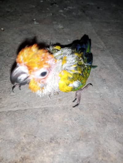 sunconure baby 0315/6376/925