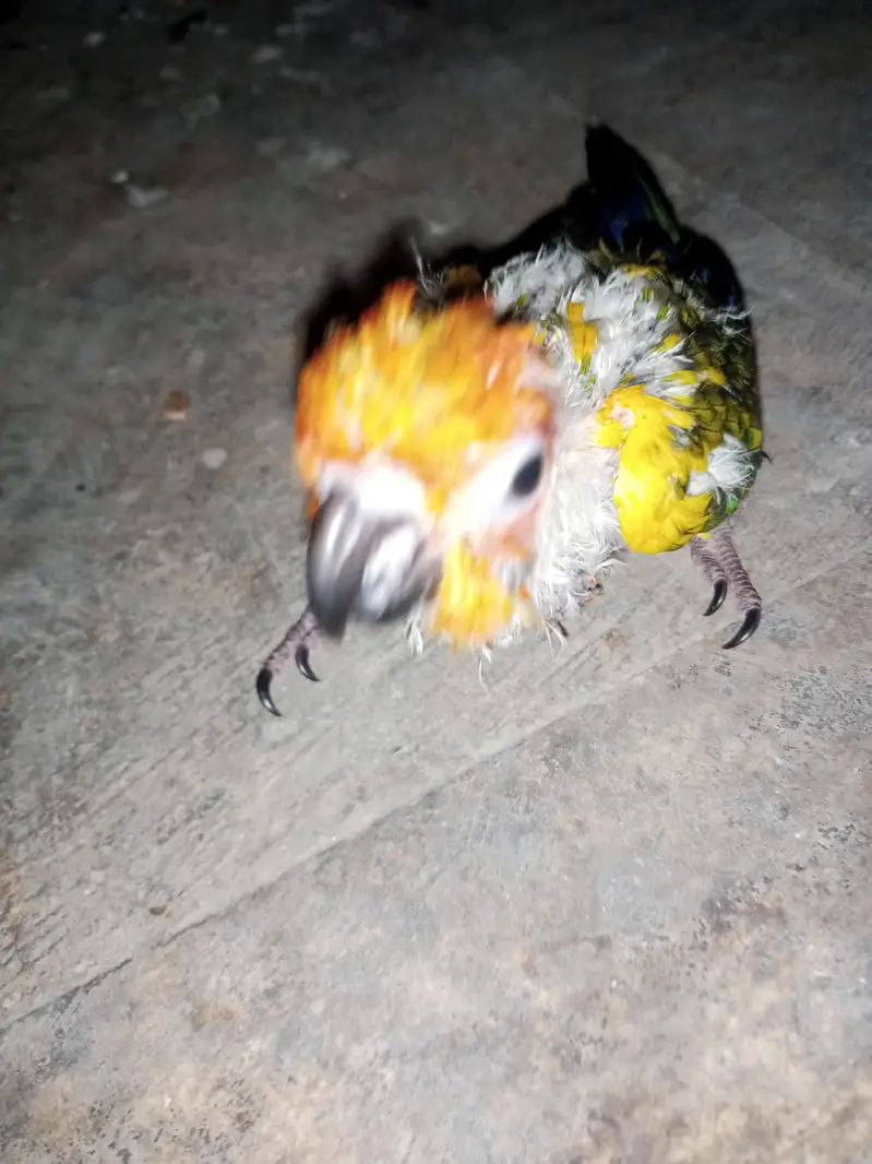 sunconure baby 0315/6376/925 — photo 2