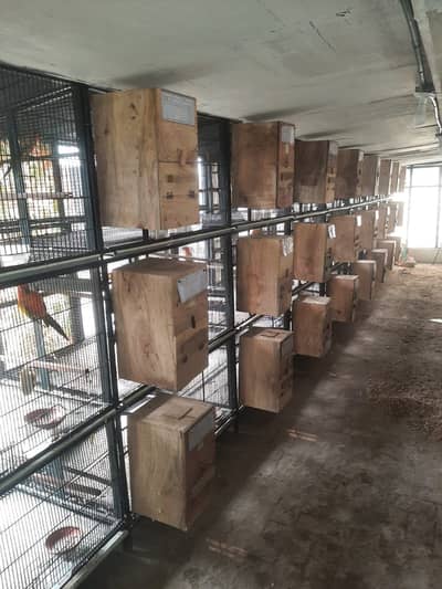 Brid/Parrot Cage Full Setup