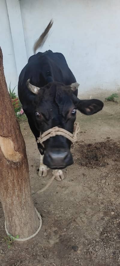 Jersey Cow for Sale