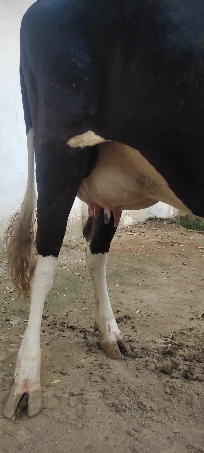 Jersey Cow for Sale — photo 2